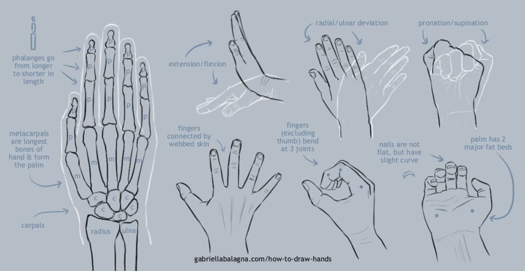 Hand Anatomy Drawing - MEDizzy